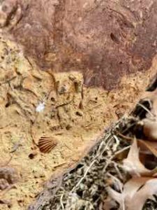 Shell fossil in sandstone